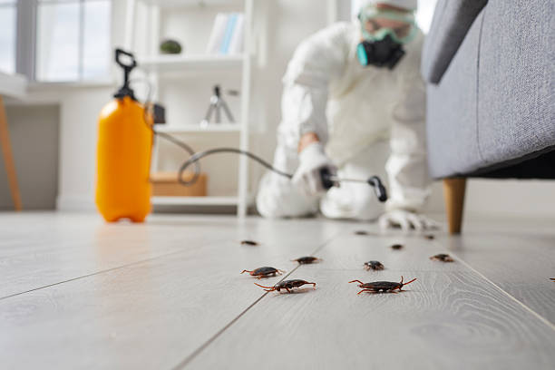 Commercial Kitchen Cockroach Control in Evergreen